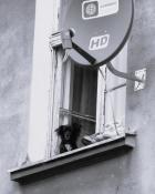 Okno na Ostrowie Tumskim w Poznaniu