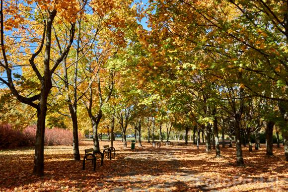 Park Wł Czarneckiego w jesiennych kolorach