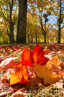 Park Wł Czarneckiego w jesiennych kolorach