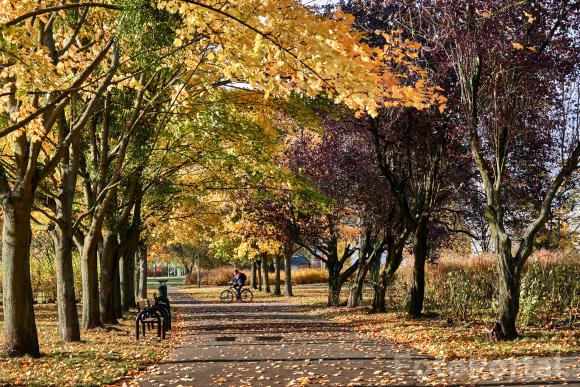 Jesień na Winogradach (Park Wł. Czarneckiego)