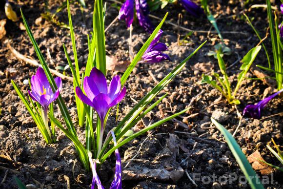 Purple flowers