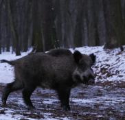 Dzik jest królem Dębiny!