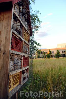 Hotelik dla owadów zapylających na kampusie Morasko