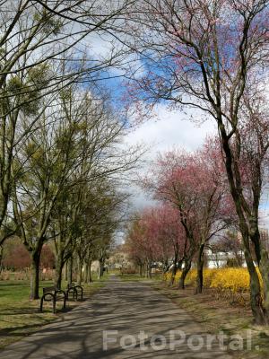 Wiosna w pustym parku... Park Władysława Czarneckiego