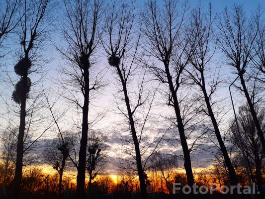 Zachód słońca za drzewami