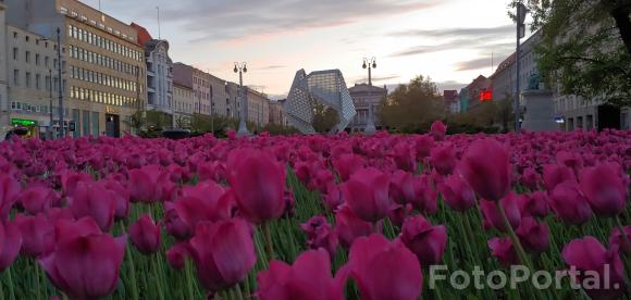 Morze tulipanów