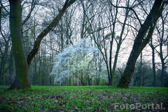 Park nad Wartą