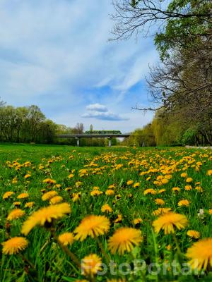 Green grass, blue sky