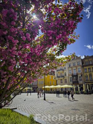 Wiosna na Starym Rynku w Poznaniu