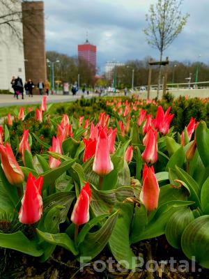 Tulipanki w centrum