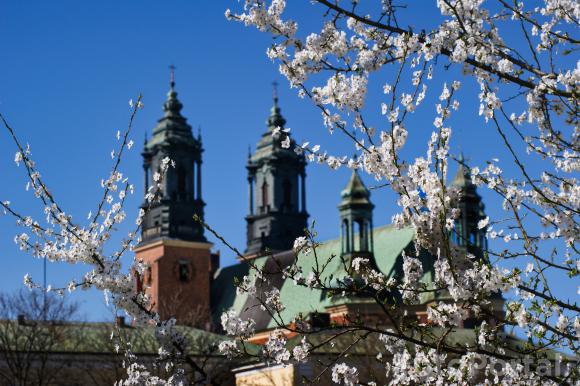 Katedra w wiosennych kwiatach