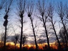 Zachód słońca za drzewami