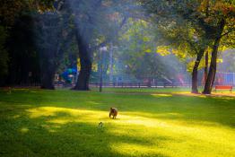 Park Sołecki - zabawy z "piesełem"